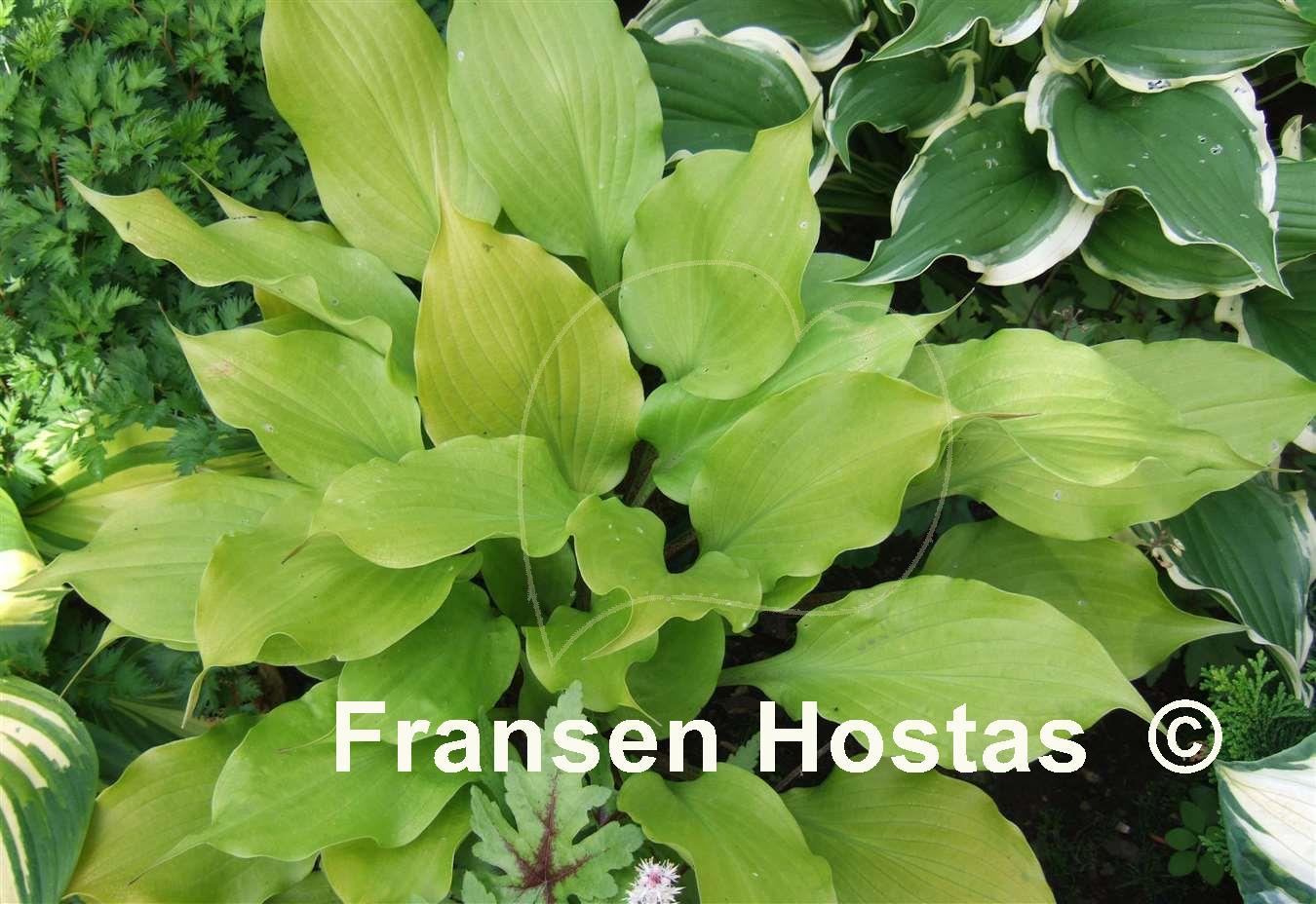 Hosta Tickle Me Pink Fransen Hostas